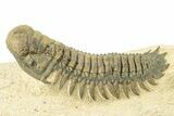 Detailed Crotalocephalina Trilobite - Exposed Hypostome #251051-3